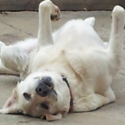 RosaScaffidi's profile picture. 