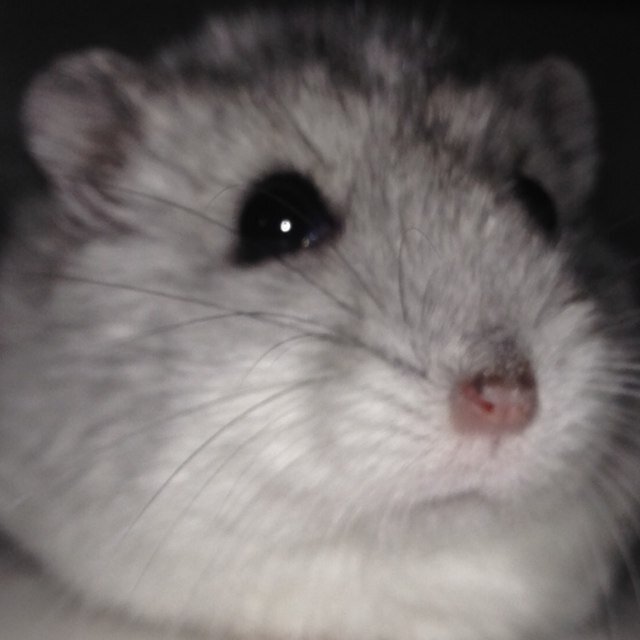 ハムちゃん2匹、ペキニーズ♂飼ってます♡ 好きなこと→買い物、カラオケ、ライブ、外食、旅行、いい匂いのする物ʕ•̫͡•ʔ♬✧ フォロー よろしくお願いします！！