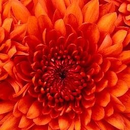 emyvliek's profile picture. 