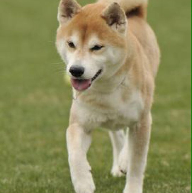 0418Tiro's profile picture. 