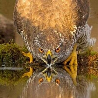 Profile Picture of Ahmed Ali Harfoush (@ahmedharfoush55) on Twitter