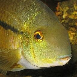 Advertise your Aquarium, Fish and Equipment for Free. Buy Aquarist Producs, and read articles for fish keepers.