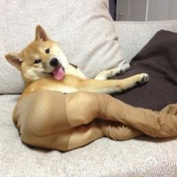 Tweet us pictures of your dogs wearing tights!