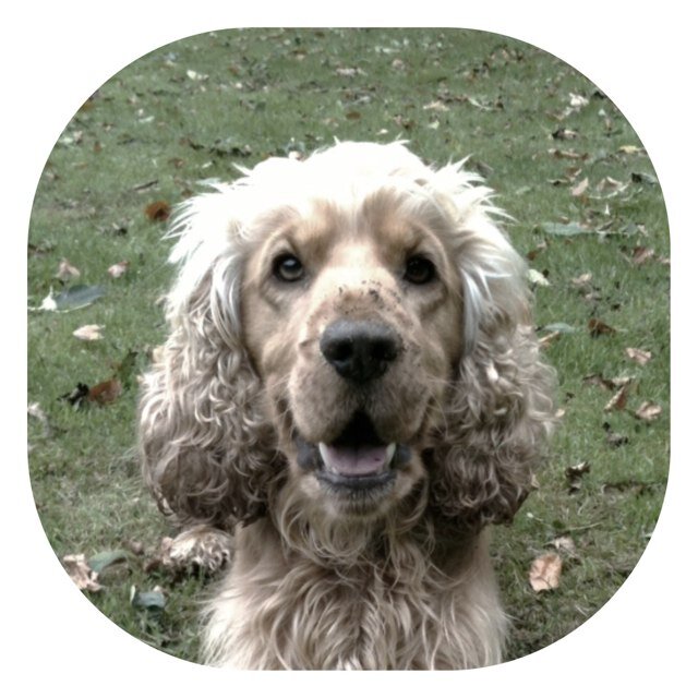 Cocker Spaniel greeting cards, notecards and writing sets http://t.co/bE0dEvkwUa