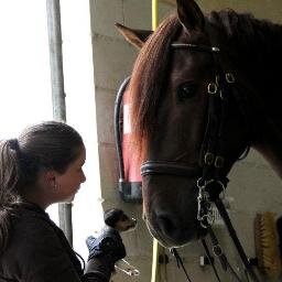 Dressage Rider