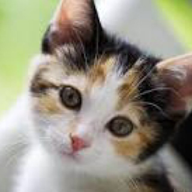 Thank you for follwing: CAT FACTS
You will now recieve tweets, ALL ABOUT CATS!
For business inquiries contact cat_facts_for_you@aol.com