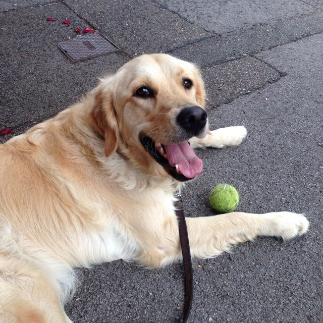 Woof! PrincessElla here. I'm a 2 year old crazy Golden Retriever! Lovin' my country life in Hertfordshire! Want to get involved in as much Woof chat as poss! :)