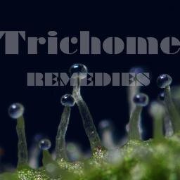 Inside the Trichomes.....