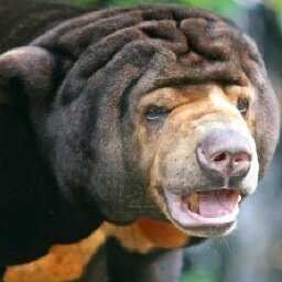 Soy un oso simpático que le gusta molestar a los TROLLS Sigo al que me siga” pero que sean Mexicanos, nada de centroamericanos FEYOS.