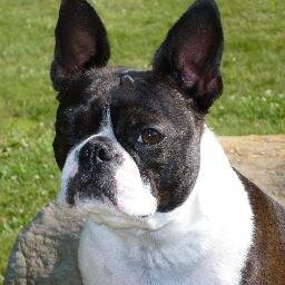 I use to train Asia for Dog Agility. .Now I just Resale  sell Vintage , Collectables, Craft Supplies   http://t.co/BRPNXKRD3a