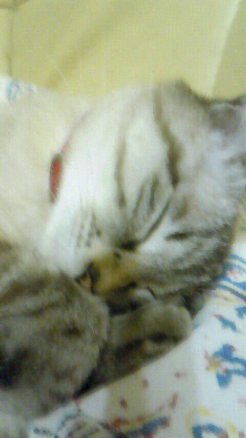 MirohiTel's profile picture. 