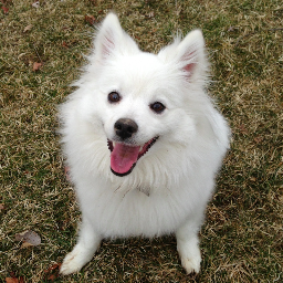 jeffandhillary's profile picture. Newly married with a new house and a puppy!