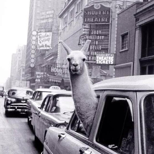 peter_trautmann's profile picture. 