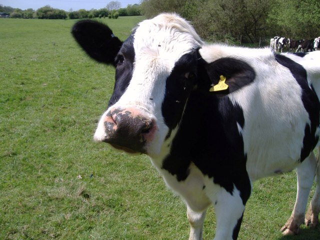 I know everything about dairy cows and i love them
