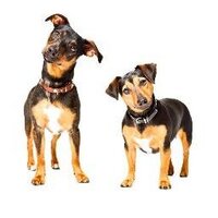 Two Dogs Tokyo (@twodogstokyo) 's Twitter Profile