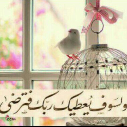 ومن لا يحب صعود الجبال يعش أبد الدهر بين الحفر
