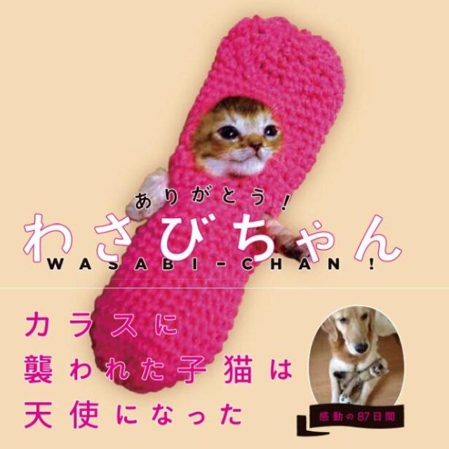 『ありがとう！わさびちゃん』関連の情報を発信します。
『ありがとう！わさびちゃん』
『わさびちゃんちの一味ちゃん』
『わさびちゃんちのぽんちゃん保育園』
中の人はスタッフです（※わさびちゃんちの母さん、父さん、ぽんちゃん、猫たちではありません）