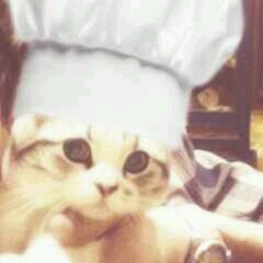 role-play of meredith ((@taylorswift13's)) แมวเหมียวscottish-fold น่ารักอ้วนพลุ้ย 'meow'