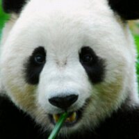 わんこ (@uchi_yo) 's Twitter Profile