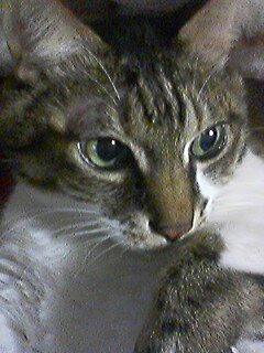 ねこです