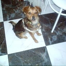 Leolaurimar's profile picture. soy una persona un poco mayor  y mi hobby son escribir poesías  y amante de los animales sobretodo el perro y este es mi toby el que mas cariño me da