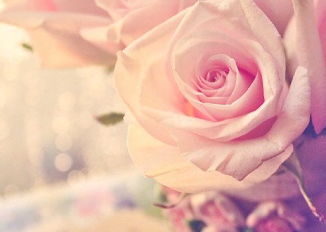 بريده 🌹