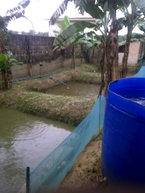 Farmer and Entrepreneur who desires to see Nigeria and indeed African countries produce 70% of their goods locally.