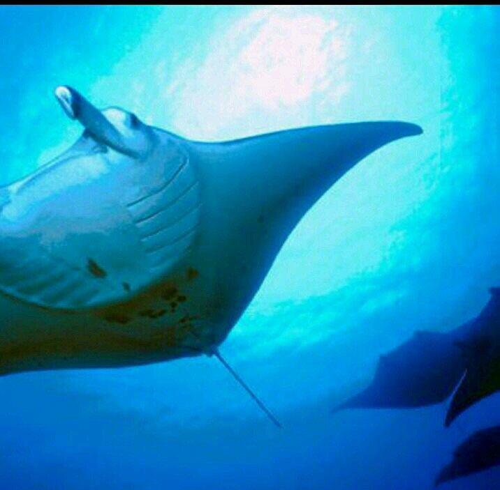 Nuevo concepto de buceo como carrera profesional: fórmate GRATIS en un año para trabajar en una de las industrias más rentables del mundo