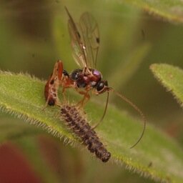 Population & community dynamics, host-parasitoid & multitrophic interactions. IISc in Bangalore @CES_IISc. Formerly at @helsinkiuni, and at @Cornell. @Saskyavn