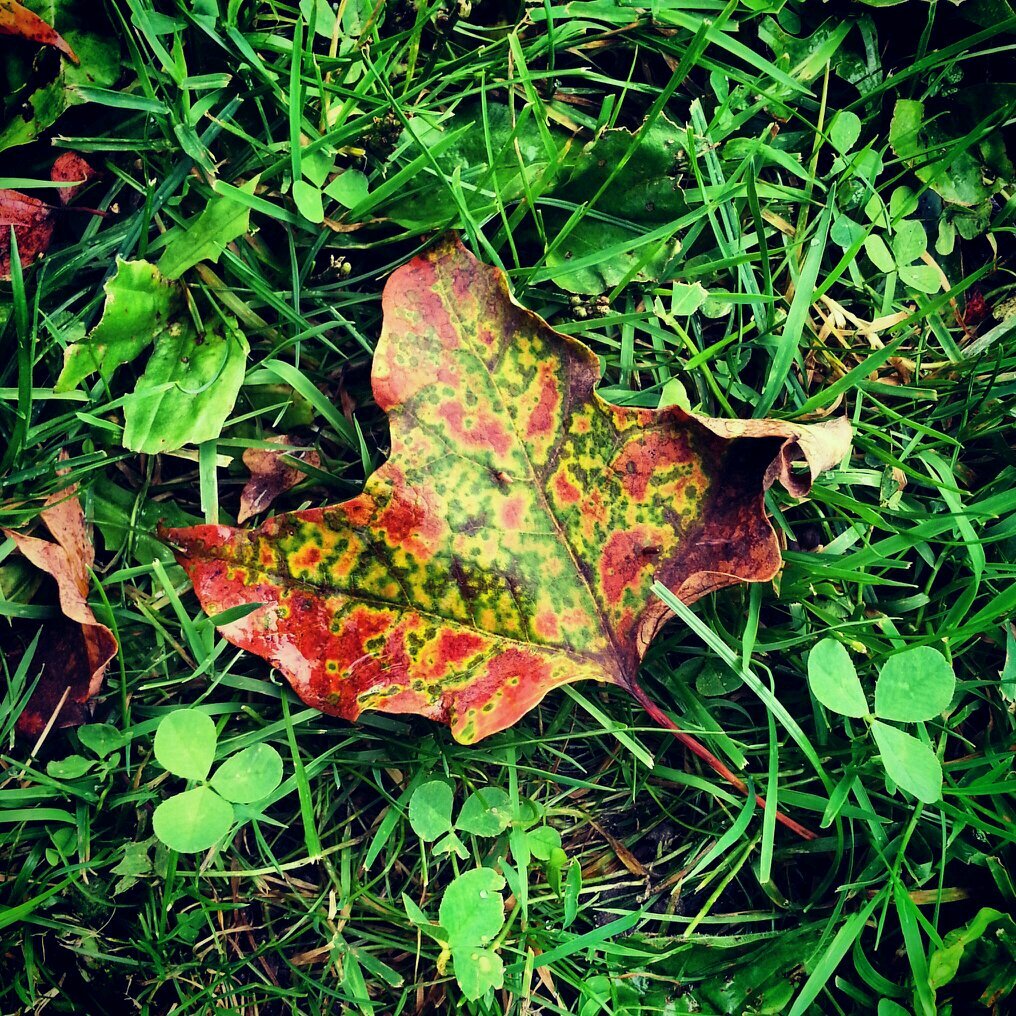 llalpert's profile picture. 