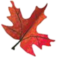Enviroscientists specializes in natural resource development projects on BLM, USFS, state, and private lands. #mining