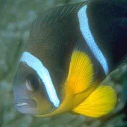 ChrysogasterNoe's profile picture. The Daniel Plainview of Clownfish. Whatever that means.