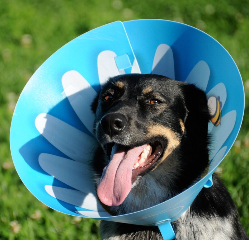 We came up with the idea of Happy Cone It’s for you and your pet to make those vet experiences just a little more fun.