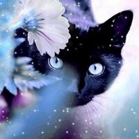 dontwannasaymyname (@rand0m_cat) 's Twitter Profile