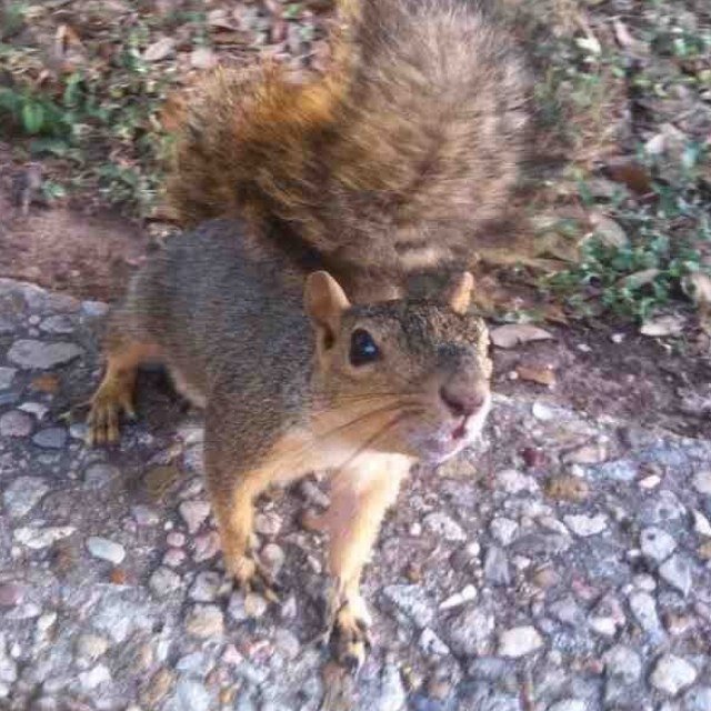 Who runs the world? Squirrels.