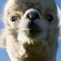 Breeding alpacas on the scenic Isle of Skye. New larger alpaca shop now open.