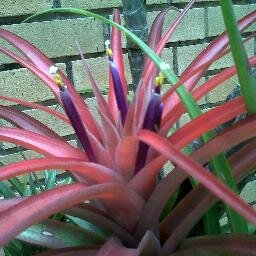Comité de Bromeliología de la Sociedad Venezolana de Ciencias Naturales, en pro de la conservación de las Bromeliaceas. Escribe su Director Lorenzo Ilija
