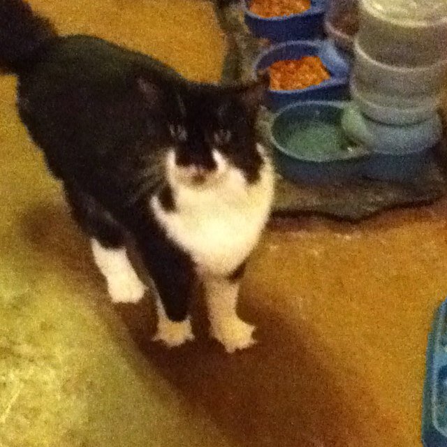 Hello my name is lola you might know me from instagram@loletathecat