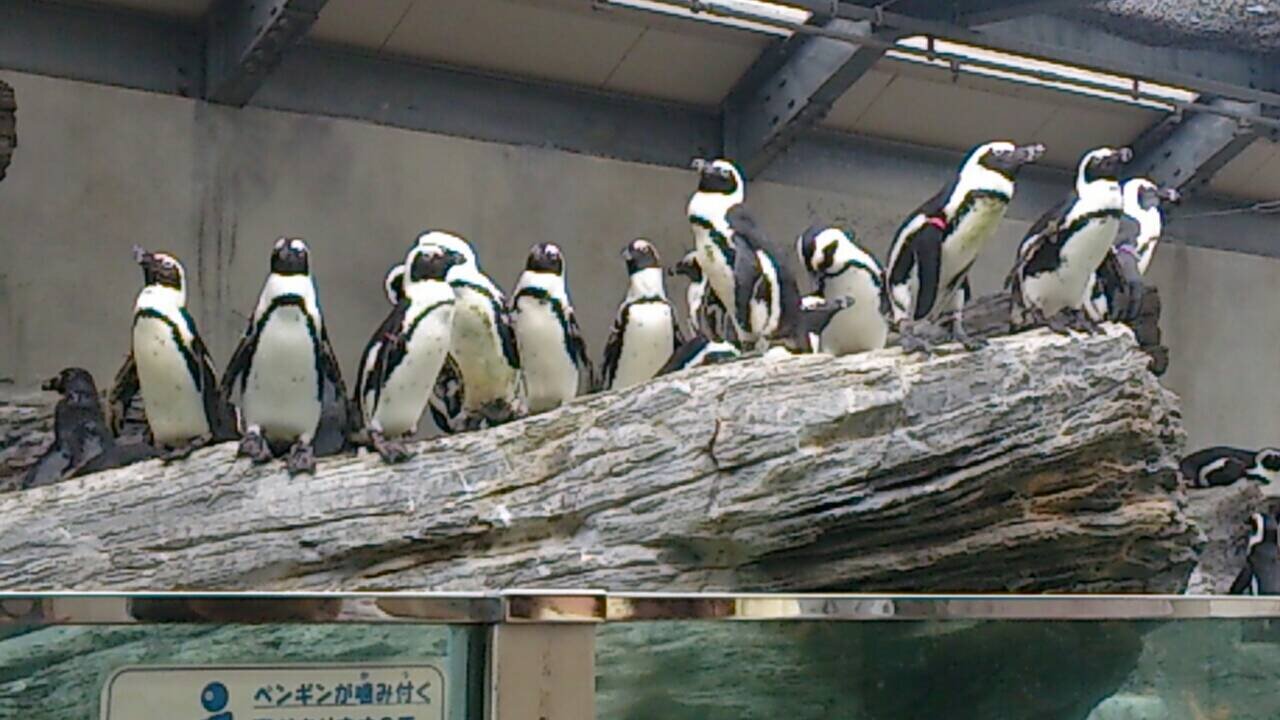 アニメが大好きすぎてオタクになるくらいの勢いで～す(*^^*)  それにジャニーズの曲が大好きすぎて毎日のようにジャニーズの曲を聴いています。 気軽にフォローしてくださいね♪