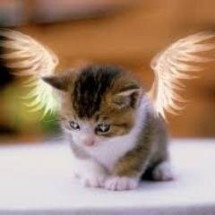 hi im kitty | i love music anyone wanna be my friend