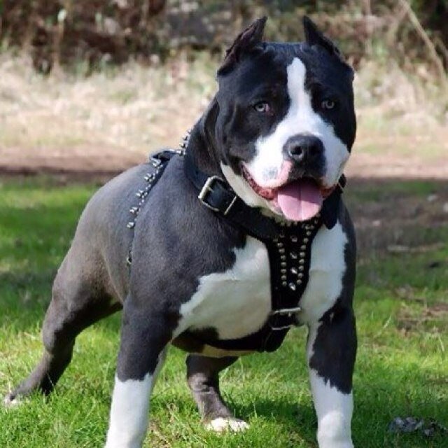 Max_PayneRp's profile picture. Im max and my owner is @horan1nj