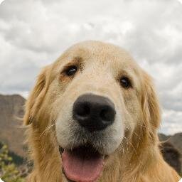 Descubra como os Cães de Assistência podem transformar a vida de uma pessoa com deficiência.
