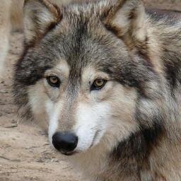 I LOVE Gray wolves if u 2 SO FOLLOW ME and HAPPY HALLOWEEN
