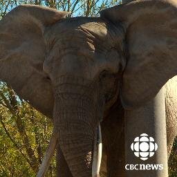 Join CBC's the fifth estate for exclusive access to Toka, Thika and Iringa as they make the long journey from the Toronto Zoo to their new home in California.