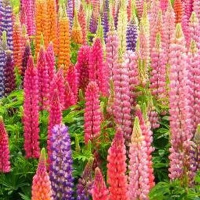 特定施設well デイサービスルピナス Well Lupinus Twitter