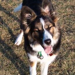 Avid Border Collie Lover!  We have three that agree to live with us as long as we throw Frisbee's & balls and dole out treats at bedtime! We KNOW we are SMART!