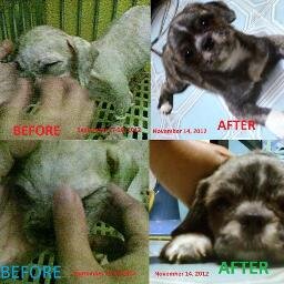 DogsWantToLive2's profile picture. I am Sphinx with an i. I used to look like a Sphynx cat after being shaved to be treated & after suffering hunger for months. I survived & you will, too!