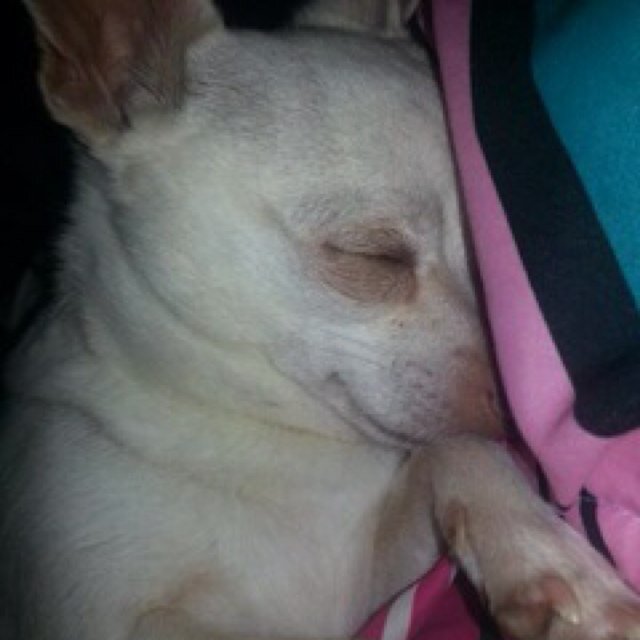 We are fans of the most photogenic chihuahua in the biz!