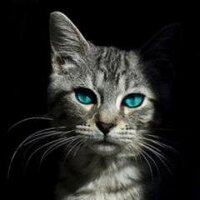 Jayfeather'sGaze (@jayfeathersgaze) 's Twitter Profile