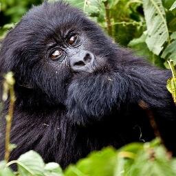Tours & Travel Company based in Uganda specializing in organizing off the beaten track safaris in Uganda, Rwanda, Kenya & Tanzania & Cars For Hire
